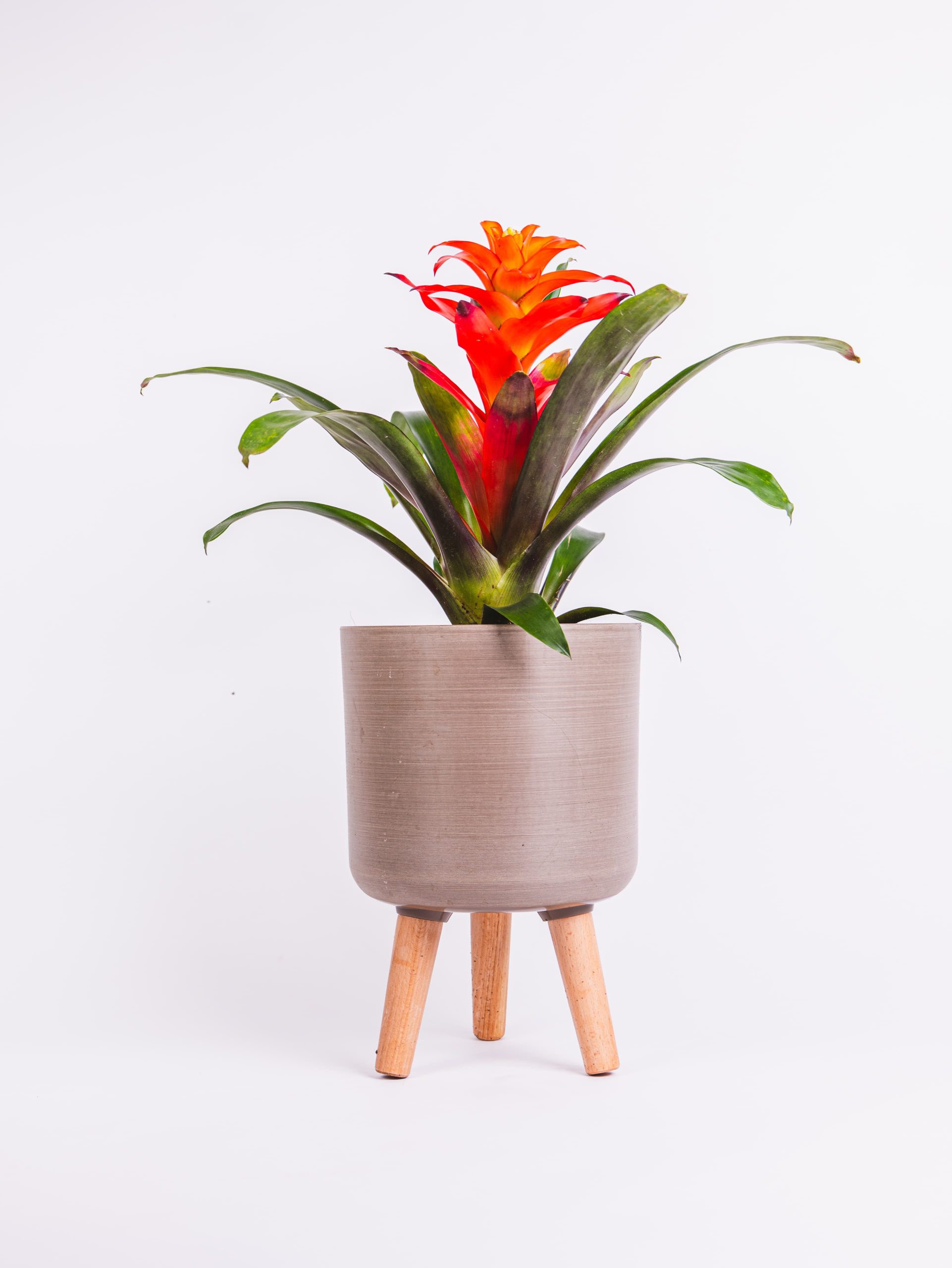 גוזמניה אש גודל XL