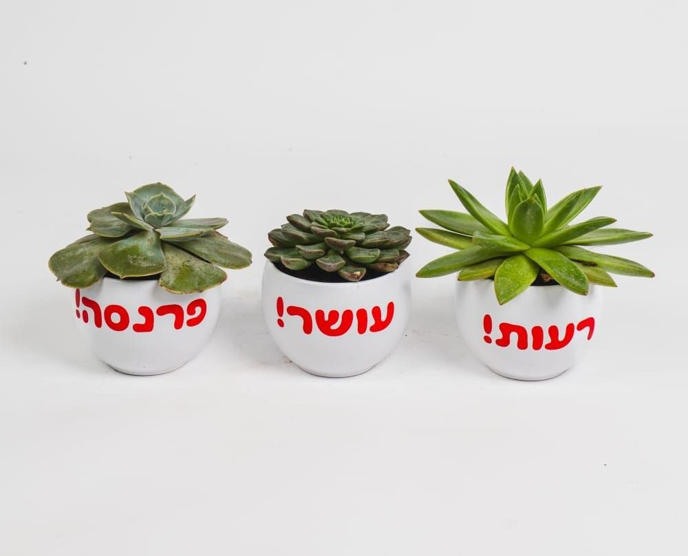 שלושה עציצים לבנים קטנים עם צמחי אלוורה, עליהם כתוב בעברית "ברוכה!", "שנה!", "לשנה!".