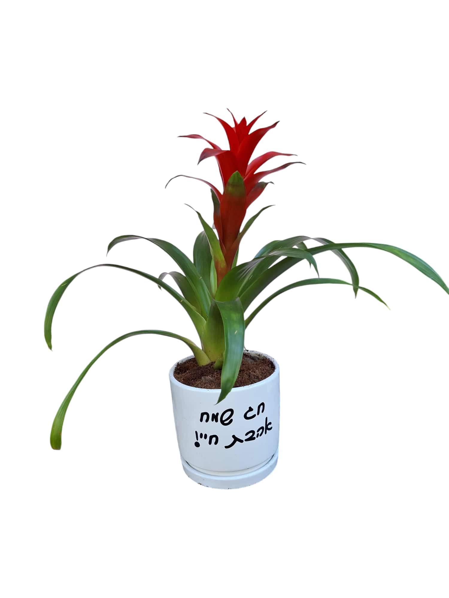 עציץ לבן עם כיתוב בעברית מכיל צמח ברומליאד עם עלים ירוקים ופרח אדום גדול.
