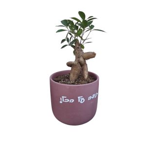 צמח ירוק קטן עם גזע עבה ועקום נמצא בעציץ חום-אדמדם.
