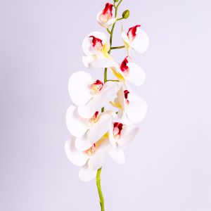 פרח סחלב לבן עם כתמים אדומים על גבעול ירוק, על רקע בהיר.