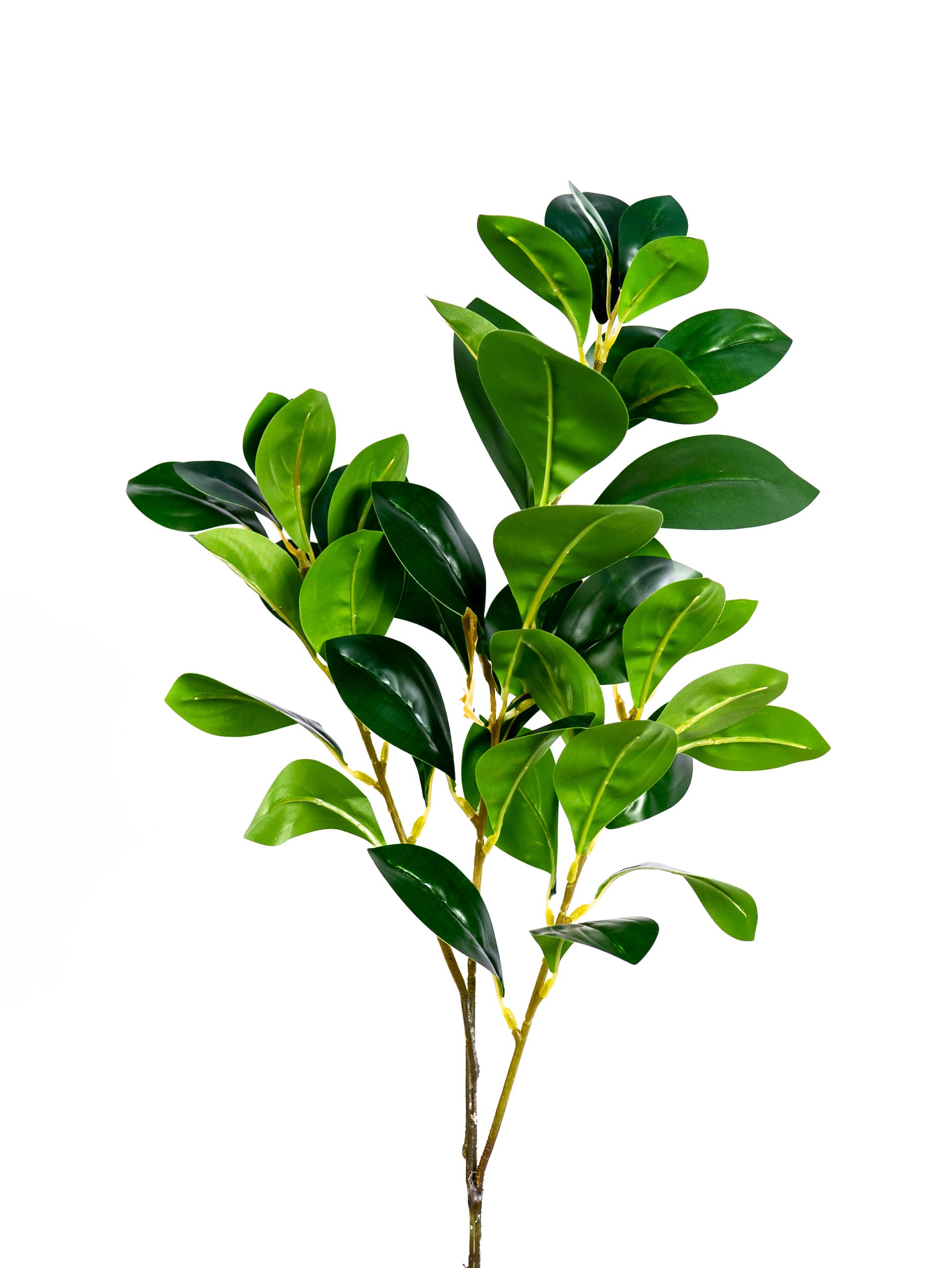 ענף משי רוסקוס מחיר