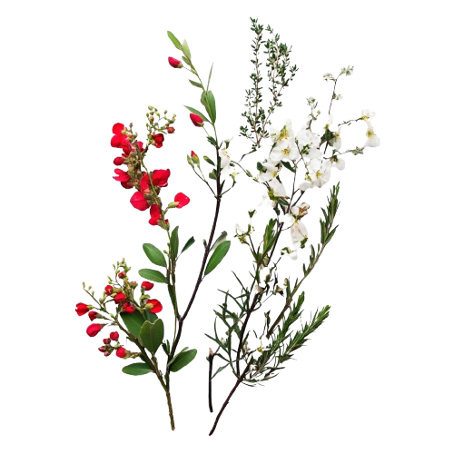 זר פרחים הכולל ענפים עם פרחים קטנים אדומים ולבנים, וגם ענפים ירוקים.