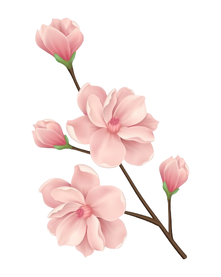 ענף עם פרחי מגנוליה ורודים פורחים, ניצנים סגורים ועלים ירוקים קטנים.