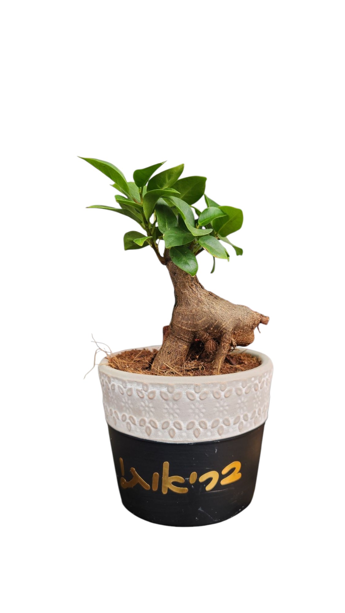 עציץ קטן עם צמח בונסאי בעל גזע עבה ועלים ירוקים, עומד על רקע לבן.