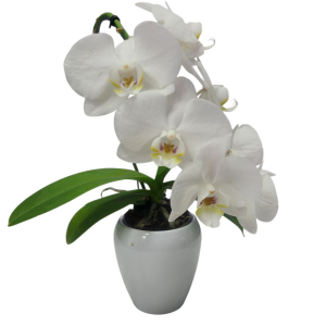 סחלב ננסי עם 2 ענפים