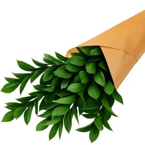 חבילת ירוקים - 30 ענפי רוסקוס בעיצוב טבעי