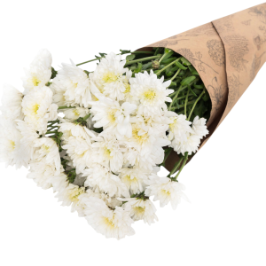 חבילת חרציות - 10 פרחים רעננים בעטיפה מהודרת