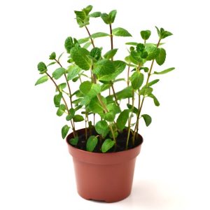 עציץ נענע - ירוק רענן וטבעי לכל פינה בבית