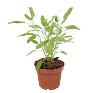 עציץ מרווה - צמח עמיד ומרגיע לבית