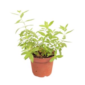 עציץ מליסה - רעננות טבעית לבית ולמשרד