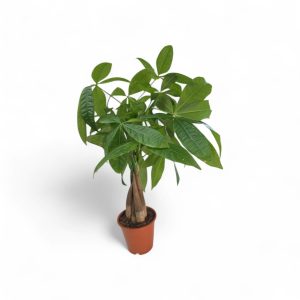 עציץ פכירה בונסאי