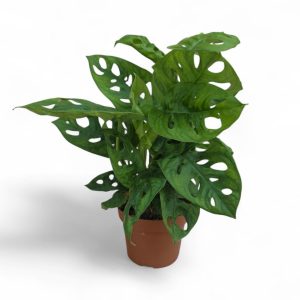 עציץ מונסטרה אדנסוני