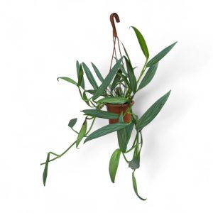 עציץ פוטוס אמפליסימום