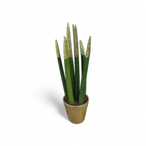 עציץ סנסיווריה עפרונות נוצצים