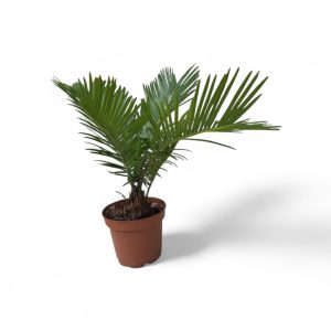 עציץ ציקס מופשל