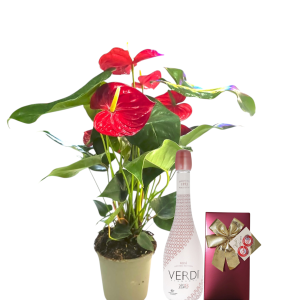 עציץ אנטוריום גדול עם שוקולד המלט ויין מבעבע- ספיישל אהבה שלי