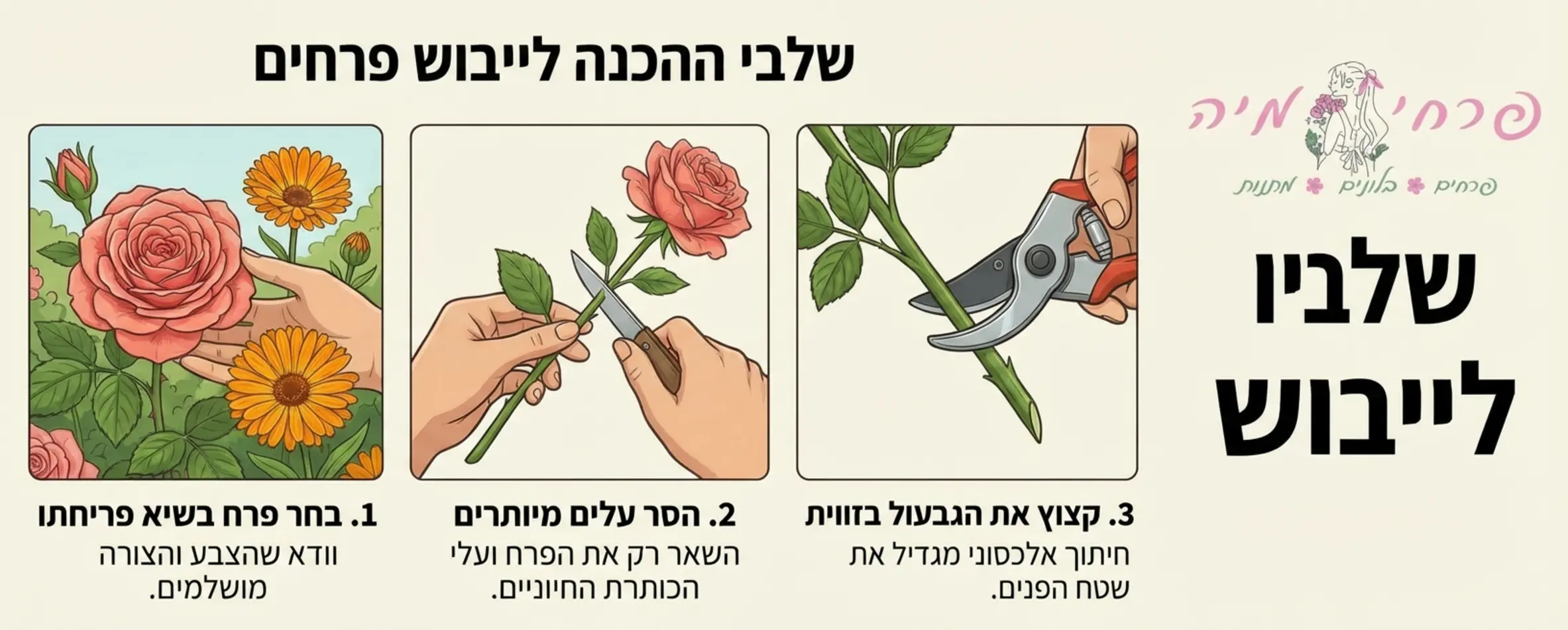 אינפוגרפיקה המציגה את שלבי ההכנה לייבוש: בחירת פרח בשיא פריחתו, הסרת עלים מיותרים מהגבעול, וקיצוץ הגבעול בזווית