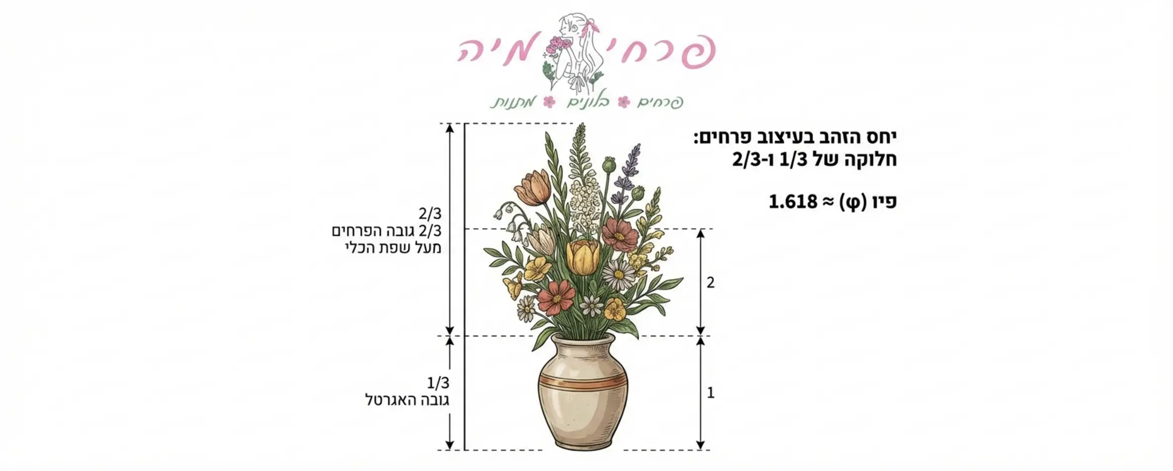 אינפוגרפיקה הממחישה את יחס הזהב: שרטוט של אגרטל ופרחים המראה חלוקה של 1/3 לגובה הכלי ו-2/3 לגובה הפרחים מעל שפת הכלי, עם קווים מנחים ומספרים ברורים