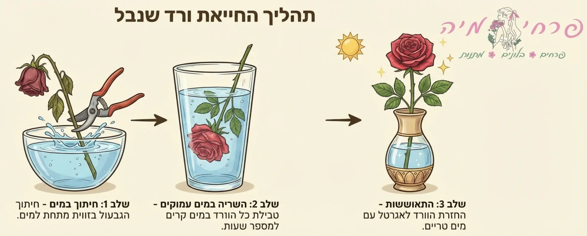 תרשים שלבים המתאר את תהליך החייאת ורד שנבל: חיתוך במים, השריה במים עמוקים, והתאוששות