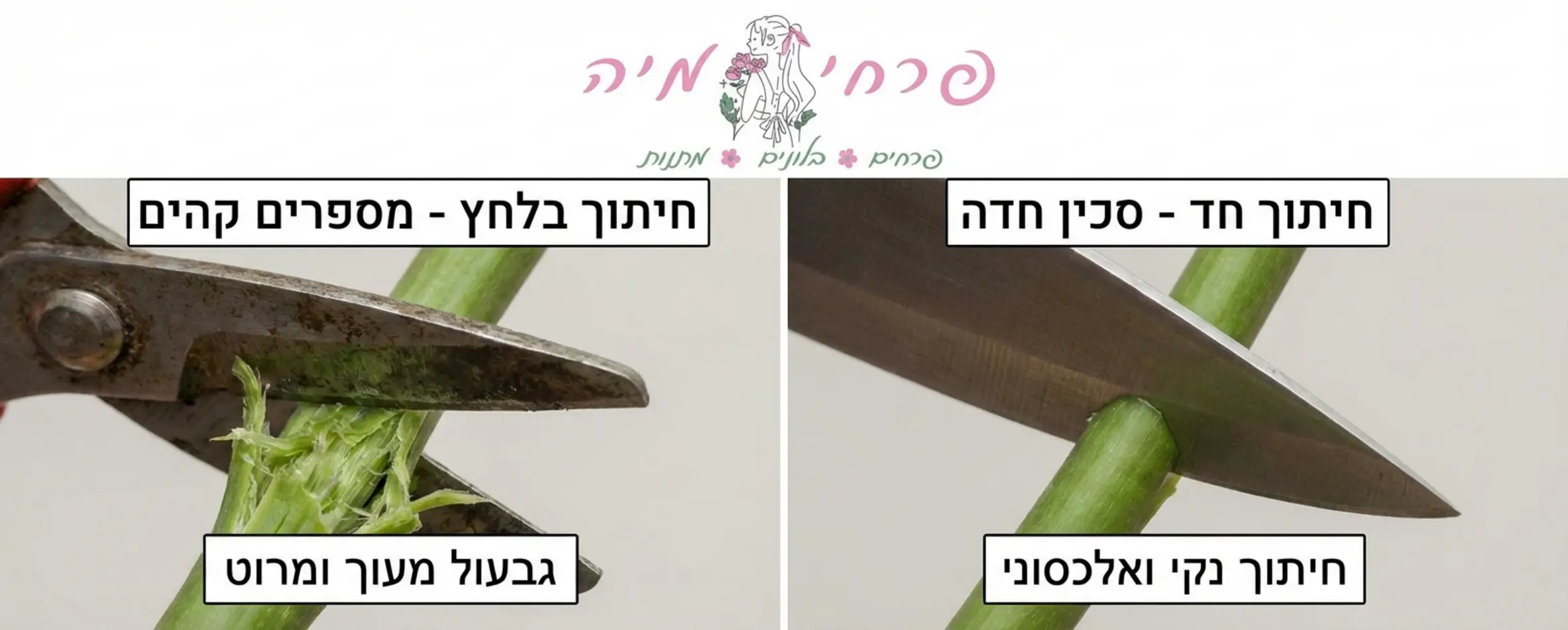 תמונה שמראה השוואה בין מספריים קהים שמוחצים את הגבעול לבין סכין חדה שיוצרת חיתוך נקי ואלכסוני