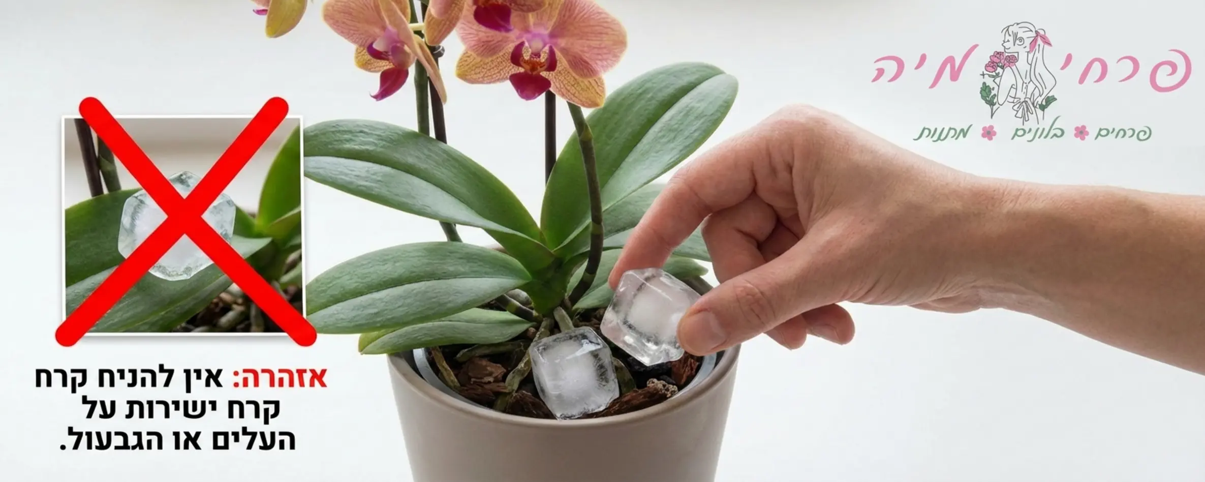 תמונה הממחישה יד מניחה שתי קוביות קרח על מצע הגידול של סחלב, עם סימון איקס אדום על הנחת הקרח ישירות על העלים או הגבעול