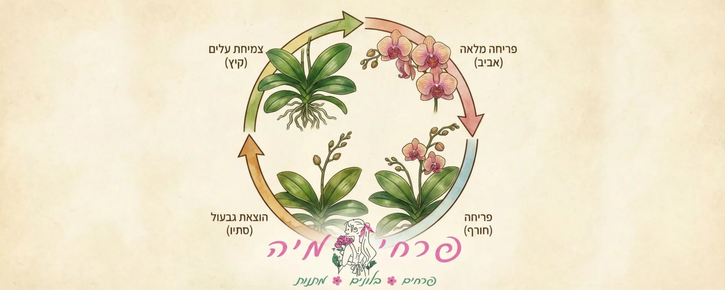 אינפוגרפיקה המציגה את מחזור החיים השנתי של הסחלב: צמיחת עלים בקיץ, הוצאת גבעול בסתיו, ופריחה בחורף ובאביב