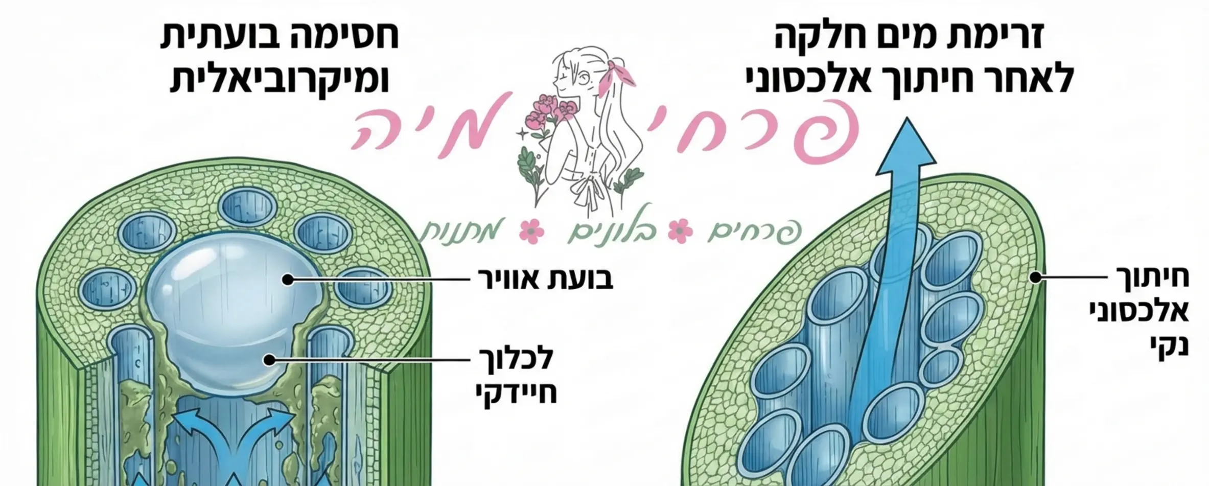אינפוגרפיקה המציגה חתך רוחב של גבעול פרח. בצד אחד רואים גבעול חסום על ידי בועת אוויר ולכלוך חיידקי, ובצד השני גבעול נקי לאחר חיתוך אלכסוני המאפשר זרימת מים חלקה
