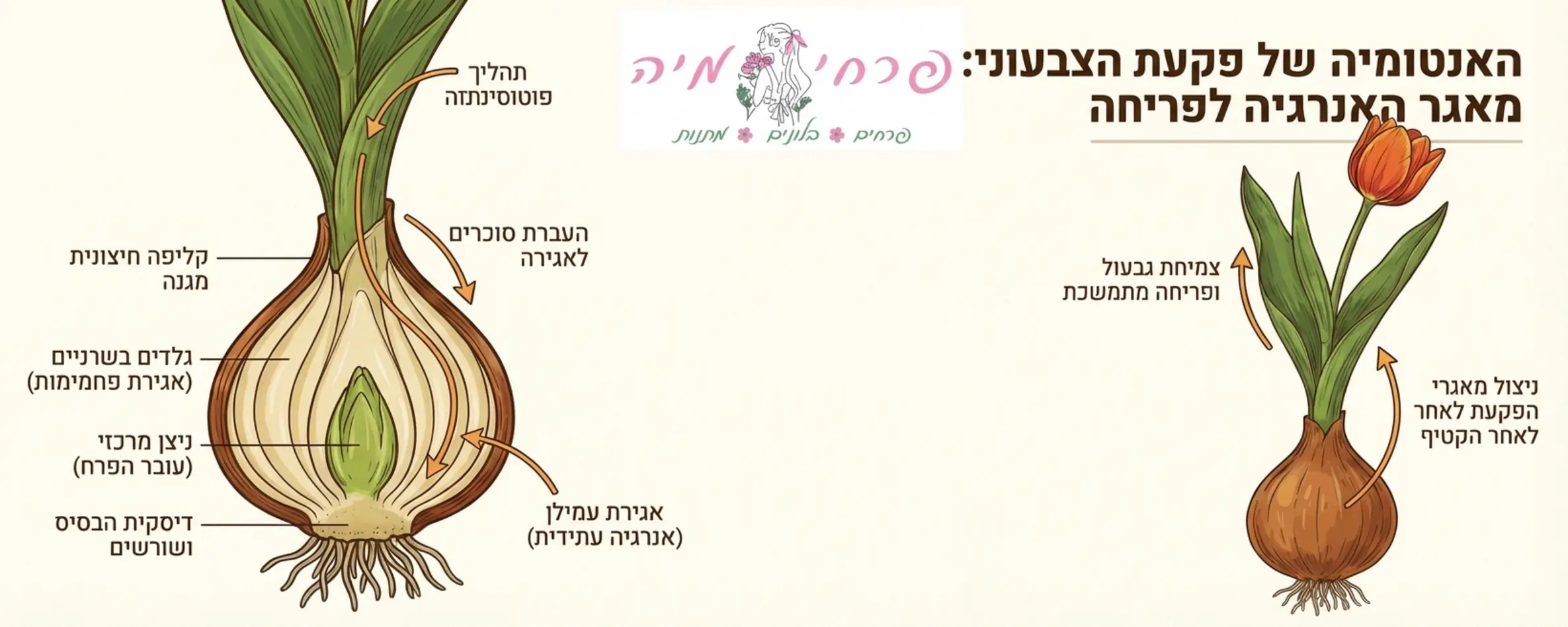 אינפוגרפיקה מעוצבת המציגה את האנטומיה של פקעת הצבעוני וכיצד היא אוגרת אנרגיה המאפשרת לגבעול ולפרח להמשיך את תהליך הגדילה גם לאחר הקטיף