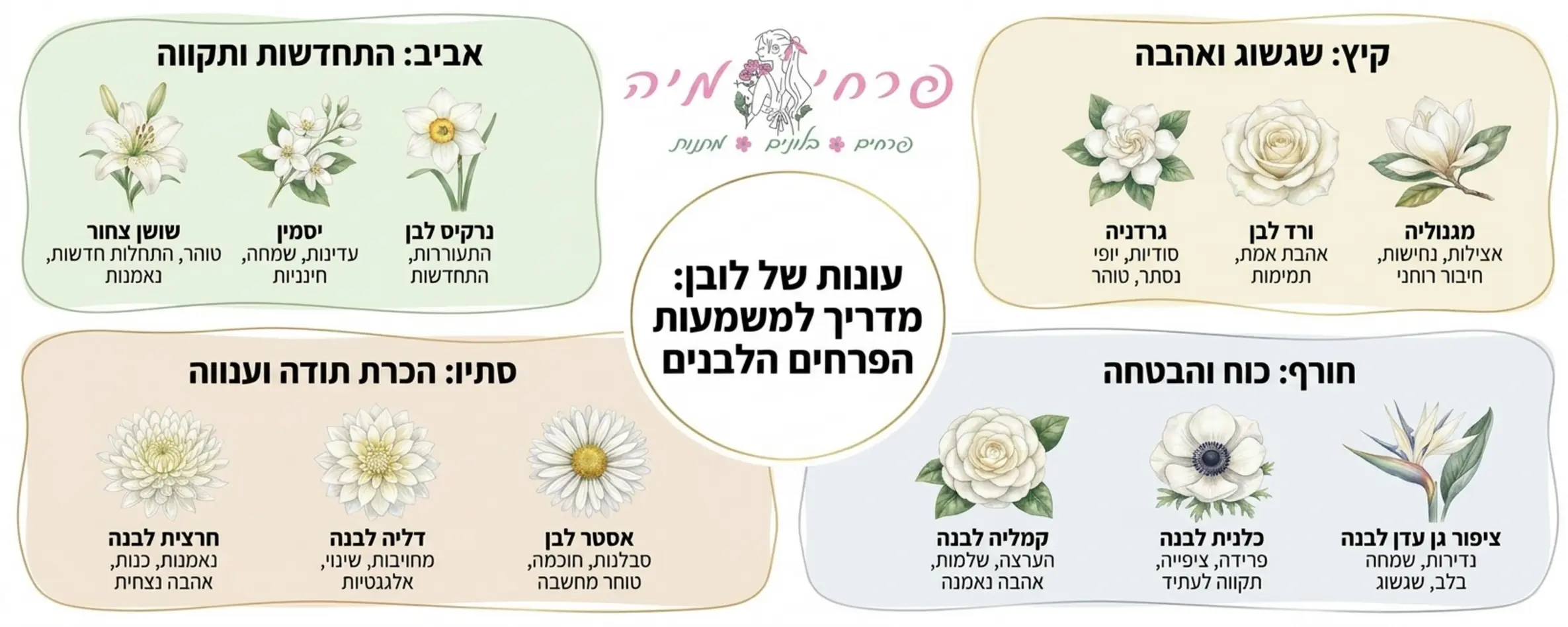 אינפוגרפיקה מעוצבת המציגה את סוגי הפרחים הלבנים השונים המחולקים לפי עונות השנה עם הסבר קצר על המשמעות של כל פרח