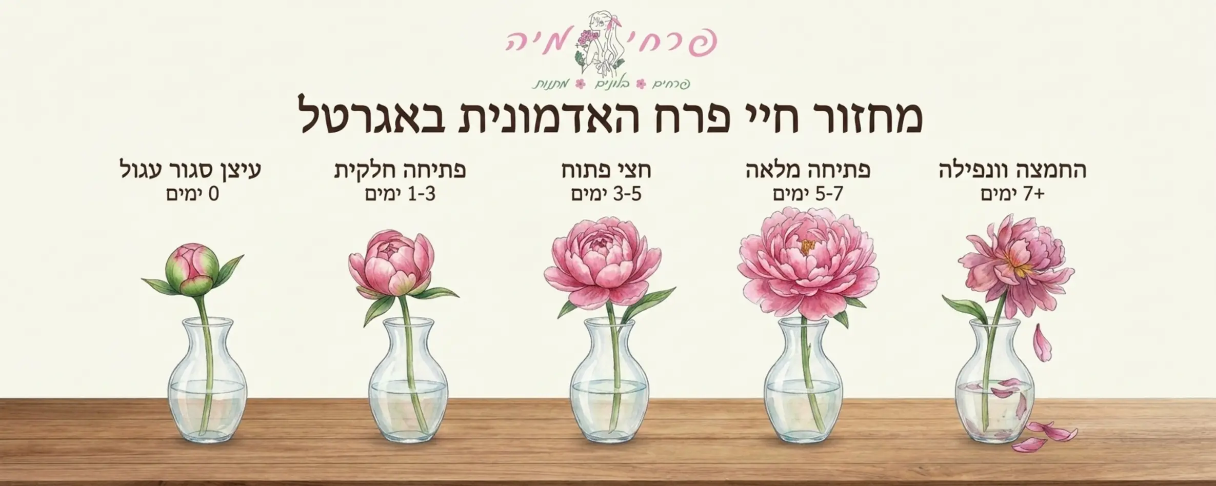 אינפוגרפיקה מעוצבת המציגה את מחזור החיים של פרח האדמונית באגרטל חמישה שלבים משלב ניצן סגור ועגול דרך פתיחה חלקית ועד לפתיחה מלאה ועצומה כולל ציון מספר הימים הממוצע לכל שלב
