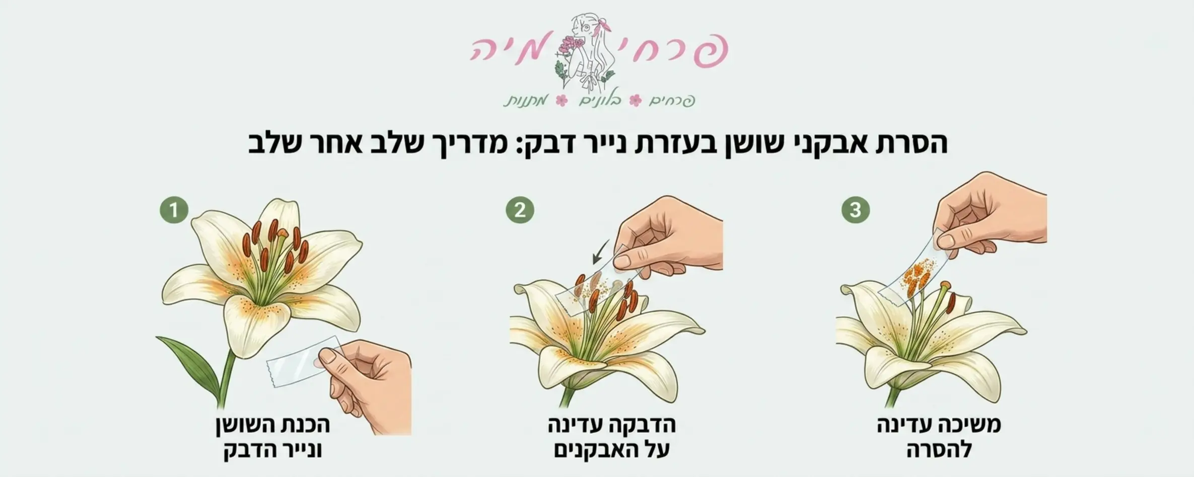 אינפוגרפיקה מדויקת המדגימה שלב אחר שלב כיצד להסיר אבקנים של שושן בעזרת נייר דבק, עם איור של פרח ופעולת ההדבקה והמשיכה העדינה