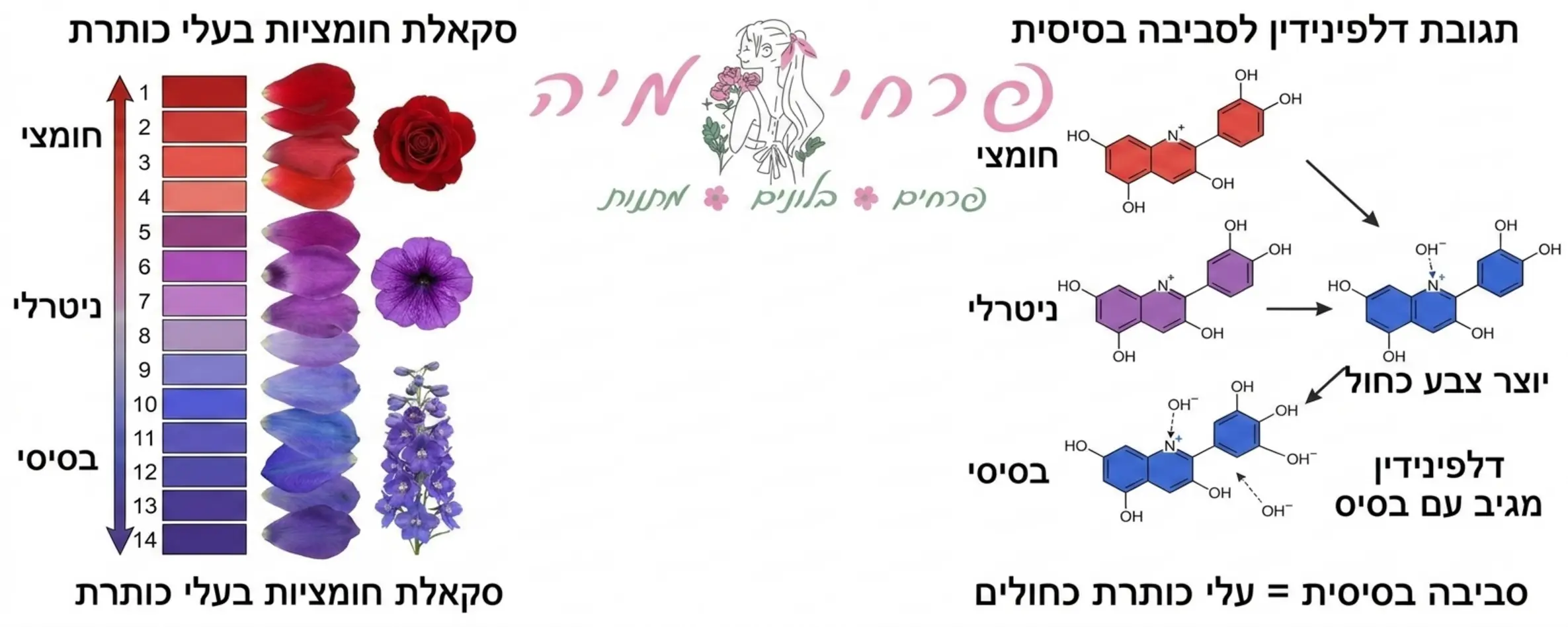 אינפוגרפיקה המציגה את ההבדלים ברמות החומציות בעלי כותרת של פרחים וכיצד הפיגמנט דלפינידין מגיב בסביבה בסיסית ויוצר צבע כחול