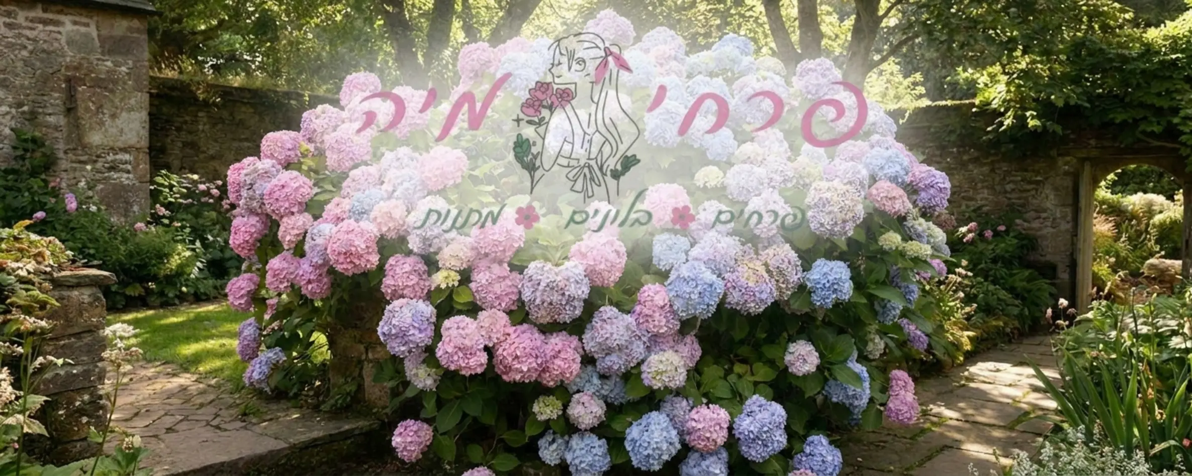 שיח הורטנסיה גדול ומרשים בגינה עם פרחים בצורת כדורים גדולים בצבעי ורוד ותכלת תחת אור שמש חלקי