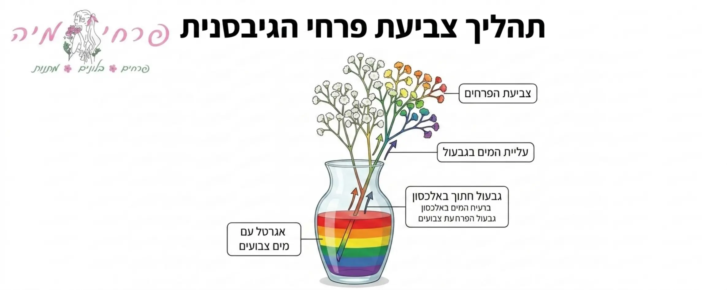 אינפוגרפיקה המדגימה את תהליך צביעת פרחי הגיבסנית, מראה גבעול חתוך בתוך אגרטל עם מים צבועים, וחיצים הממחישים כיצד המים עולים במעלה הגבעול וצובעים את עלי הכותרת הקטנים בצבעי הקשת