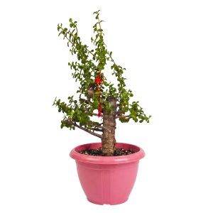 עץ הכסף והפרנסה קוטר עציץ 15