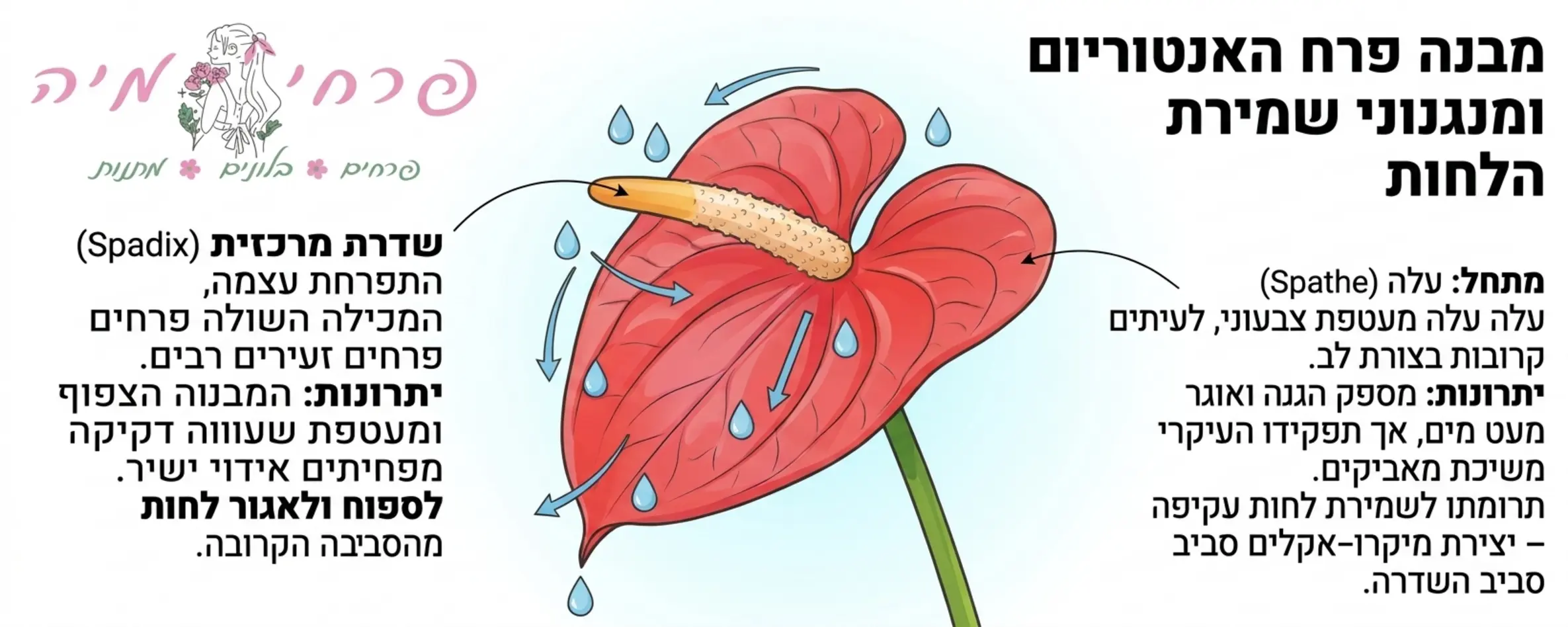 אינפוגרפיקה המציגה את מבנה פרח האנטוריום כולל החלק הלבוב והצבעוני הנקרא מתחל והשדרה המרכזית הבולטת, עם הסברים קצרים על היתרונות של כל חלק בשמירת לחות הפרח לאורך זמן
