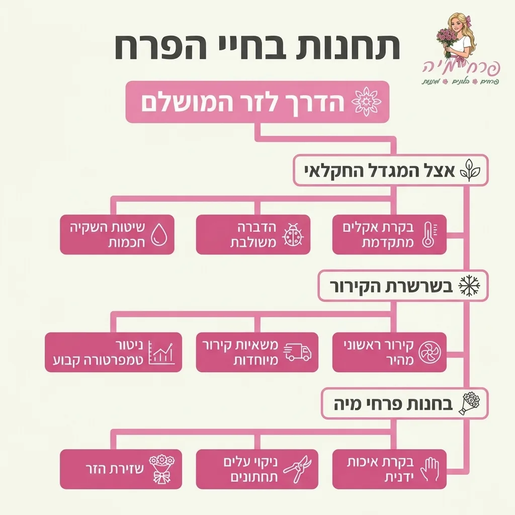 אינפוגרפיקה — תחנות בחיי הפרח: הדרך לזר המושלם