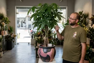 עציץ עץ הכסף קלאסי גדול בכלי דקורטיבי, בכניסה למשרד או לחנות מעוצבת.